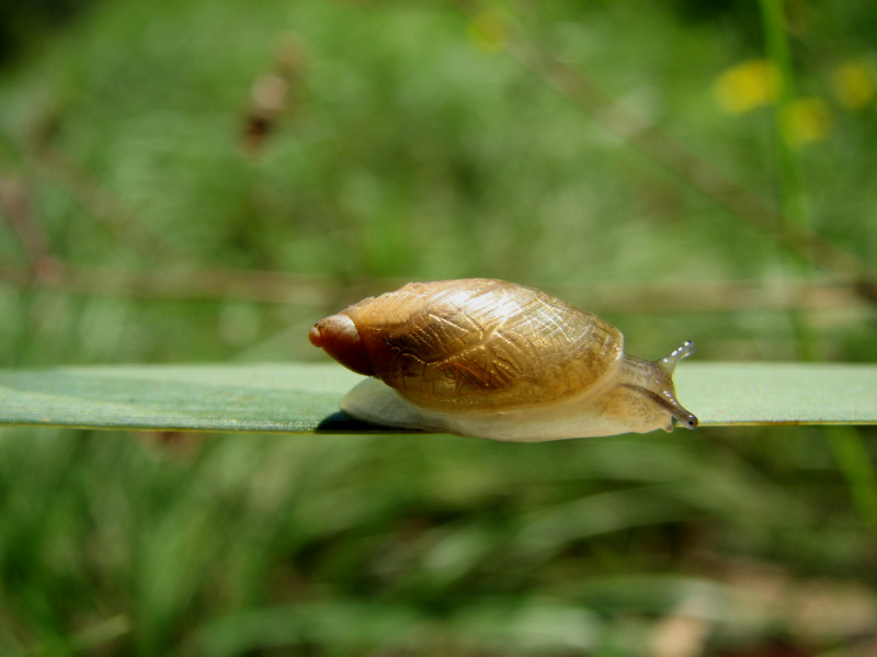 Oxiloma elegans